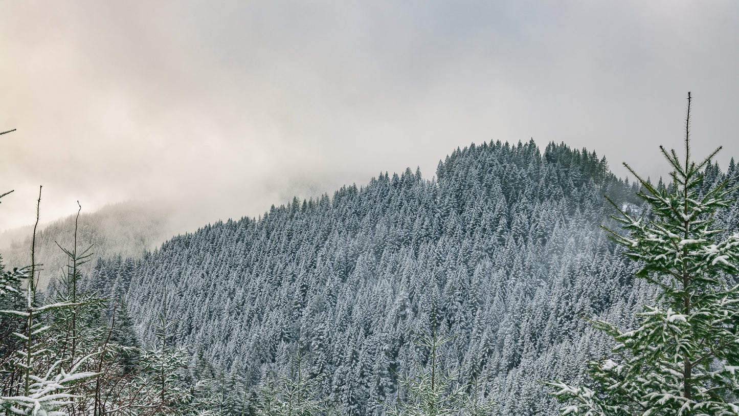 Winter Ridges