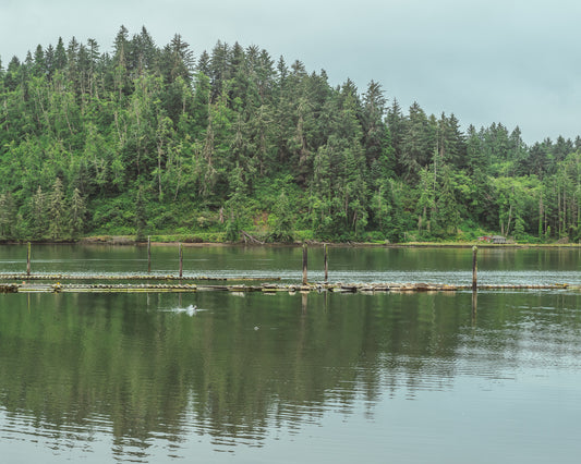 Seals of Yaquina