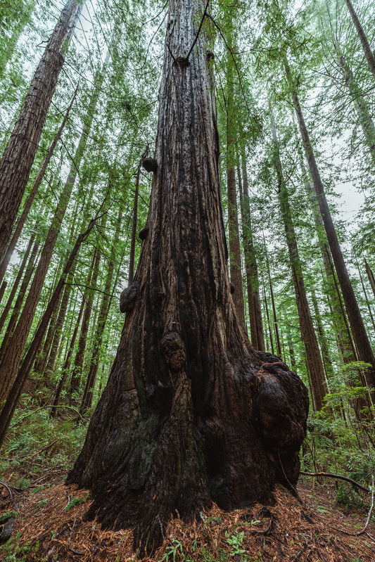 Elder of the Grove