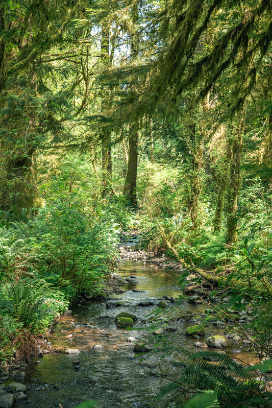 Forest's Whisper