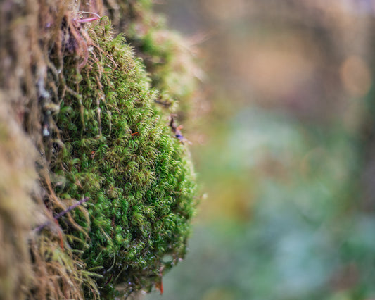 Forest Velvet