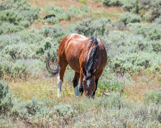 Wild Horse Close Up