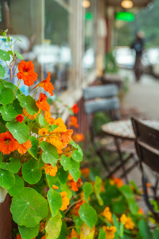 Nasturtiums in Summer