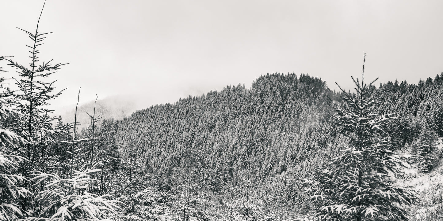 Stillness in Fir