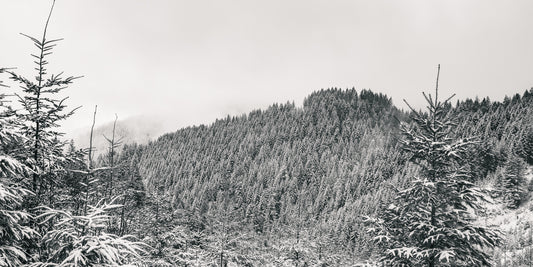 Stillness in Fir
