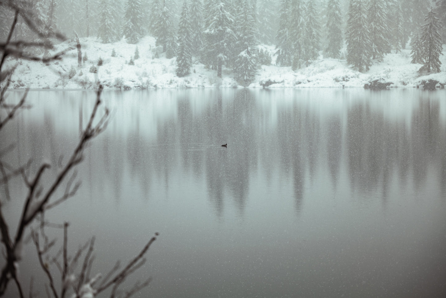 Solitude in Snow