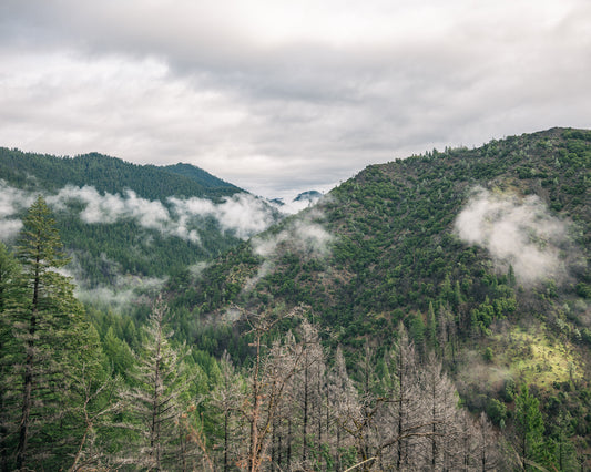 Above the Pines