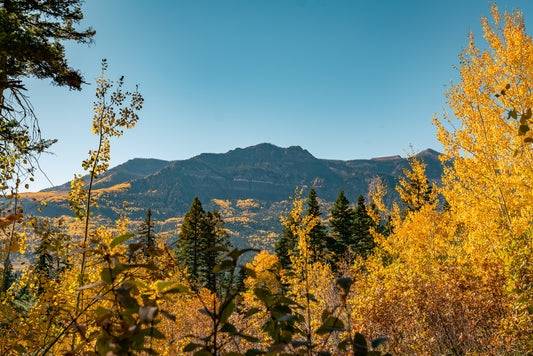 Autumn Aspens, San Juan Mountains